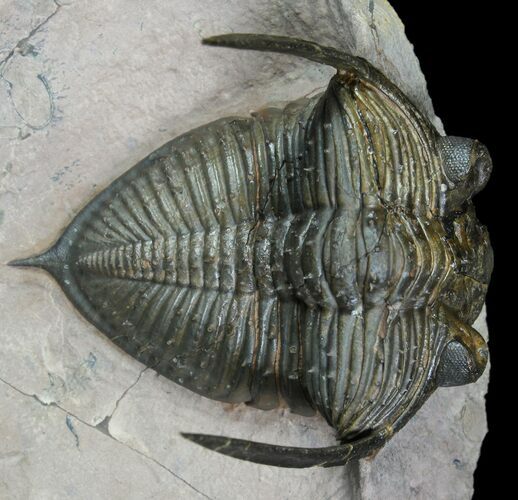 Bumpy Zlichovaspis Trilobite - Lghaft, Morocco #86292